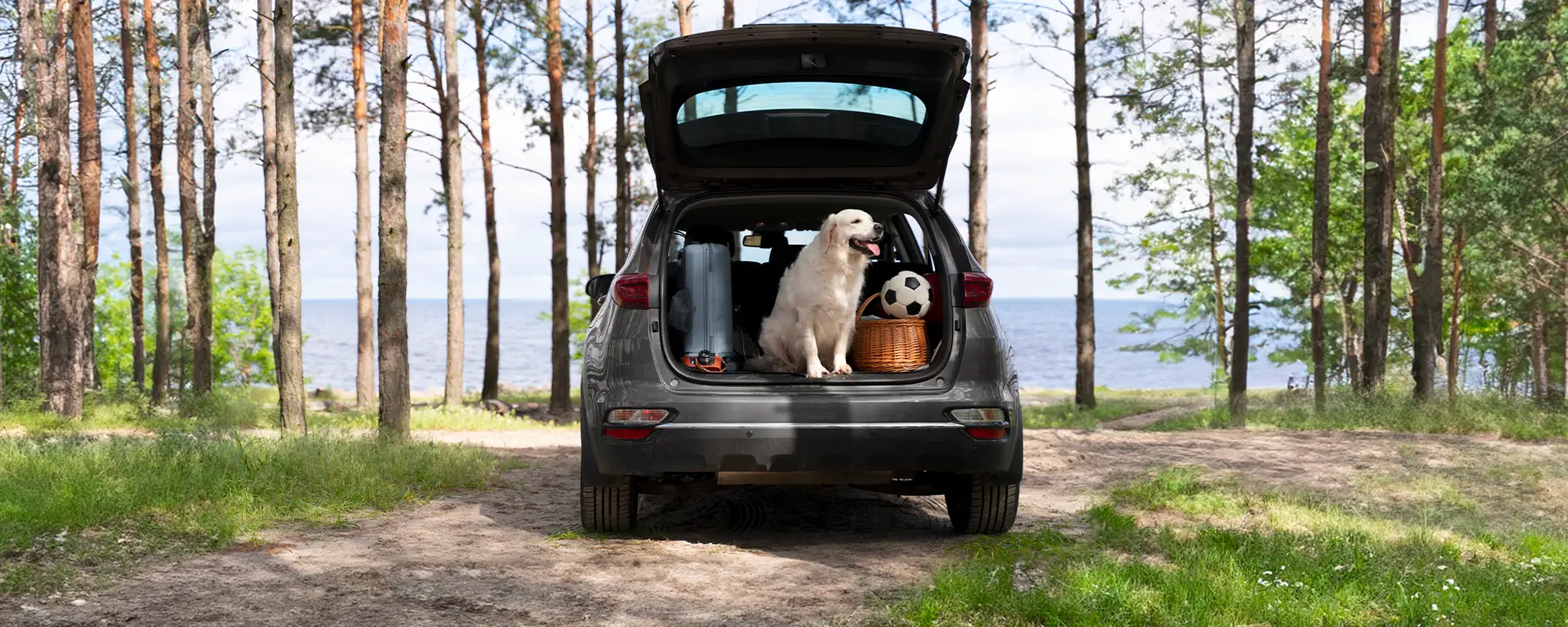 Auto familiari che consumano poco: i migliori modelli spaziosi ed efficienti per la famiglia