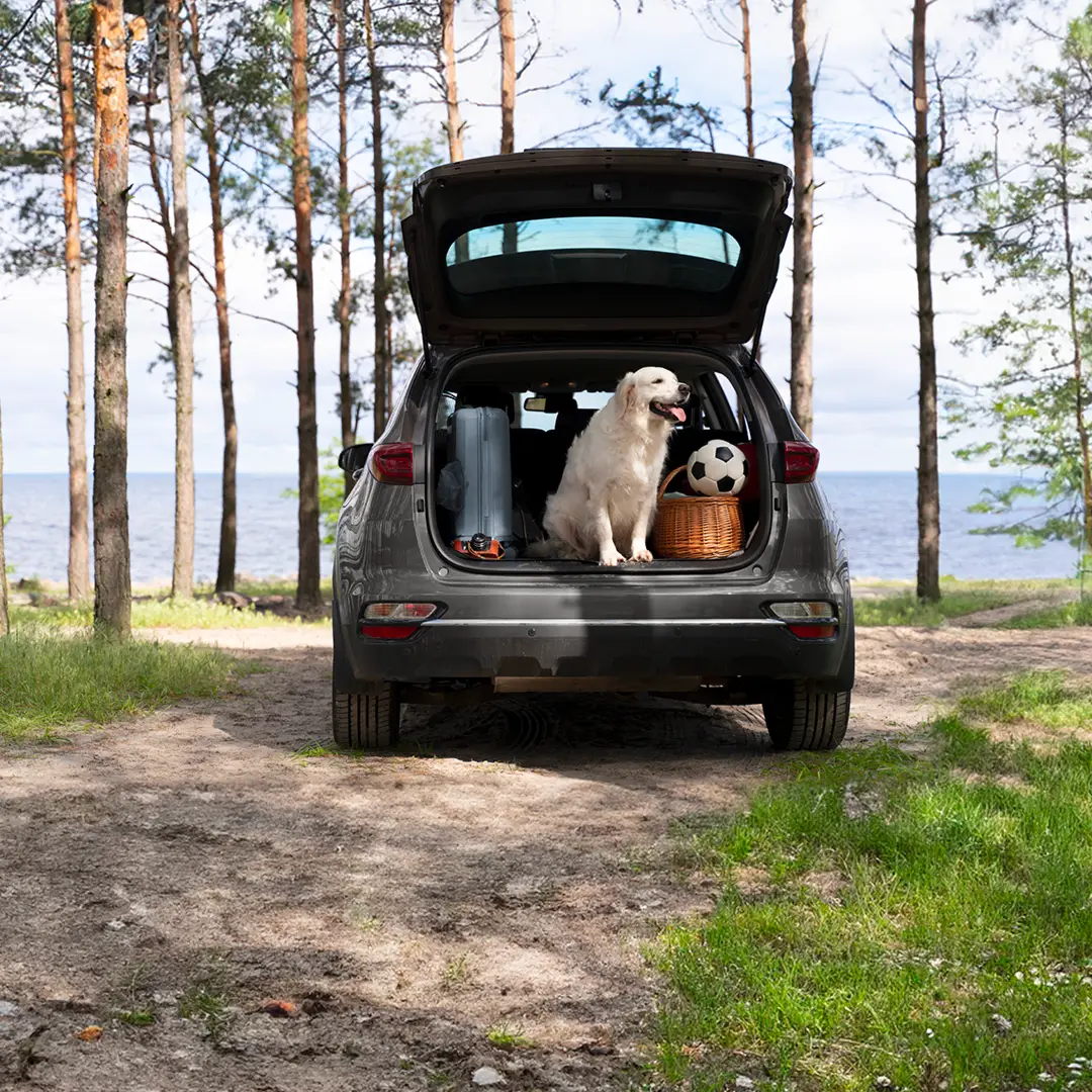 Efficienza e Comfort: 5 Auto Familiari che consumano poco